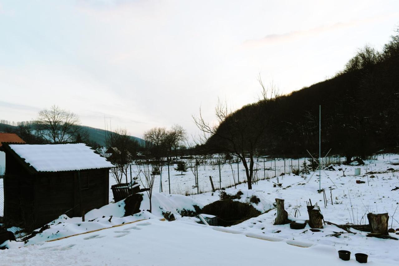 Aster Panzio Bed & Breakfast Cimpu Cetatii Exterior photo