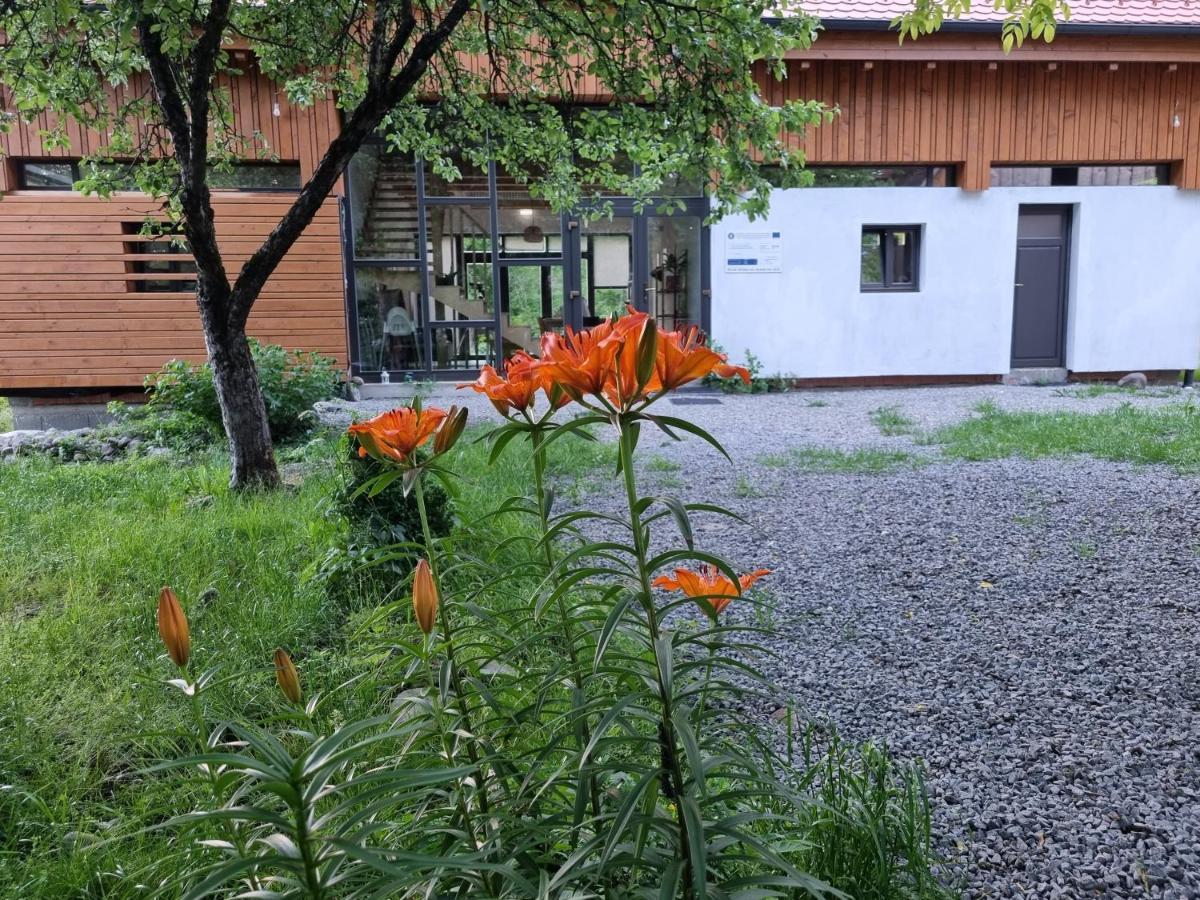 Aster Panzio Bed & Breakfast Cimpu Cetatii Exterior photo